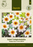 Enkel havedahlia ''Happy Days Cream White'' 1 stk.