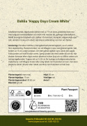 Enkel havedahlia ''Happy Days Cream White'' 1 stk.
