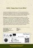 Enkel havedahlia 'Happy Days Cream White' 1 stk.
