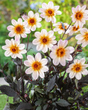 Enkel havedahlia ''Happy Days Cream White'' 1 stk.