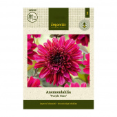 Anemone-dahlia 'Purple Haze'