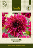 Anemone-dahlia 'Purple Haze'