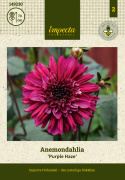 Anemone-dahlia 'Purple Haze', ca. 10-15 cm store, strålende purpurlilla og ceriserøde blomster blomster med en mørk og tæt midtkrone.