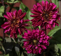 Anemone-dahlia 'Purple Haze', ca. 10-15 cm store, strålende purpurlilla og ceriserøde blomster blomster med en mørk og tæt midtkrone.