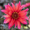 Pæondahlia ''''Waltzing Matilda'''' 1 stk.