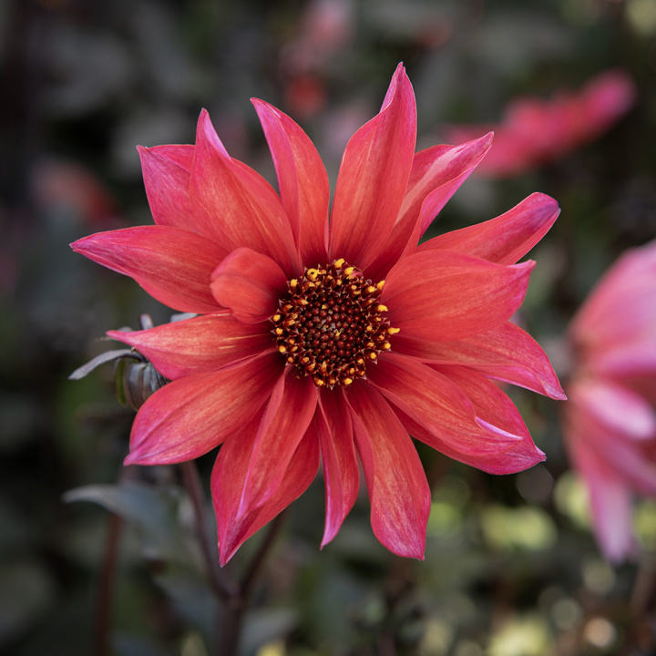 Pæondahlia ''''Waltzing Matilda'''' 1 stk.