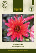 Pæondahlia ''''Waltzing Matilda'''' 1 stk.