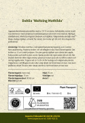 Pæondahlia ''''Waltzing Matilda'''' 1 stk.