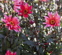 Pæondahlia ''''Waltzing Matilda'''' 1 stk.