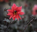 Pæondahlia ''''Waltzing Matilda'''' 1 stk.