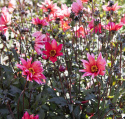 Pæondahlia ''''Waltzing Matilda'''' 1 stk.