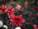 Pæondahlia ''''Waltzing Matilda'''' 1 stk.