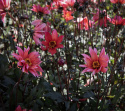 Pæondahlia ''''Waltzing Matilda'''' 1 stk.