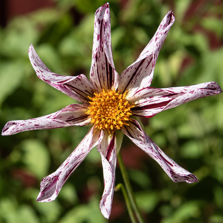 Orkidédahlia 'Destiny´s Teachers', ca. 7-9 cm store, stjerneformede blomster med sammenrullede, hvide kronblade med bordeaux striber og gul midte.