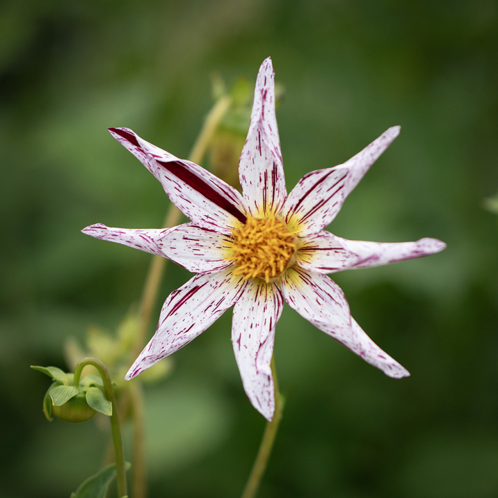 Orkidédahlia 'Destiny´s Teachers', ca. 7-9 cm store, stjerneformede blomster med sammenrullede, hvide kronblade med bordeaux striber og gul midte.