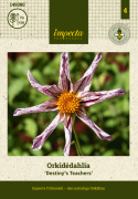 Orkidédahlia 'Destiny´s Teachers', ca. 7-9 cm store, stjerneformede blomster med sammenrullede, hvide kronblade med bordeaux striber og gul midte.