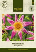 Orkidédahlia ''''Fancy Pants'''' 1 stk.
