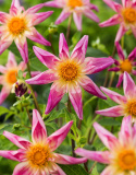Orkidédahlia ''''Fancy Pants'''' 1 stk.