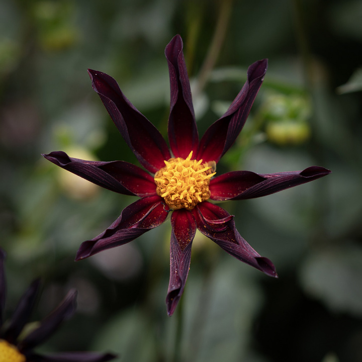 Orkidédahlia ''''Verrone''''s Obsidan'''' 1 stk.