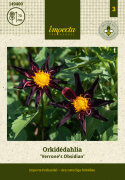 Orkidédahlia ''''Verrone''''s Obsidan'''' 1 stk.