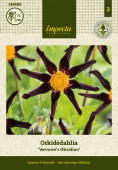 Orkidédahlia 'Verrone's Obsidan' 1 stk.