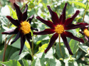 Orkidédahlia ''''Verrone''''s Obsidan'''' 1 stk.