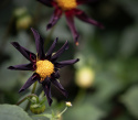 Orkidédahlia ''''Verrone''''s Obsidan'''' 1 stk.