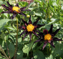 Orkidédahlia ''''Verrone''''s Obsidan'''' 1 stk.
