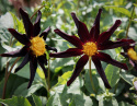 Orkidédahlia ''''Verrone''''s Obsidan'''' 1 stk.
