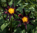 Orkidédahlia ''''Verrone''''s Obsidan'''' 1 stk.
