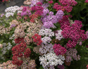 Røllike 'Flowerburst Fruit Bowl'