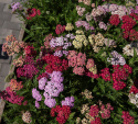 Røllike 'Flowerburst Fruit Bowl'