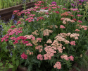 Røllike 'Flowerburst Fruit Bowl'