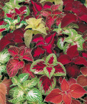 Paletblad 'Masterblend Rainbow'