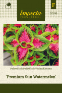 Paletblad 'Premium Sun Watermelon'