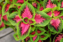 Paletblad 'Premium Sun Watermelon'