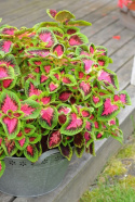 Paletblad 'Premium Sun Watermelon'