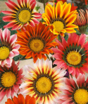 Påfugleblomst 'Sunshine'