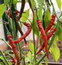 Chilipeber 'Cayenne Long Slim'