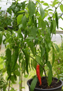 Chilipeber 'Anaheim'