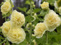 Stokrose 'Chater's Golden Yellow'