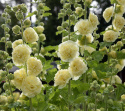 Stokrose 'Chater's Golden Yellow'