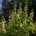 Stokrose 'Chater's Golden Yellow'