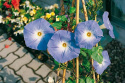 Trefarvet Pragtsnerle 'Heavenly Blue'