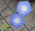 Trefarvet Pragtsnerle 'Heavenly Blue'