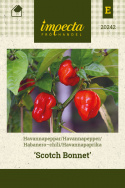 Habanero-chili 'Scotch Bonnet'