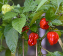 Habanero-chili 'Scotch Bonnet'