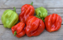 Habanero-chili 'Scotch Bonnet'