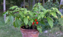 Habanero-chili 'Scotch Bonnet'