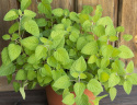 Citronmelisse 'Mandarina'